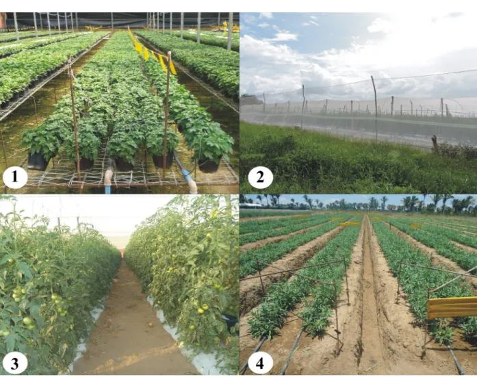 Figure 1 - (1) Image of Chrysanthemum morifolium Ramat. greenhouses; (2) Image of Solanum lycopersicum L