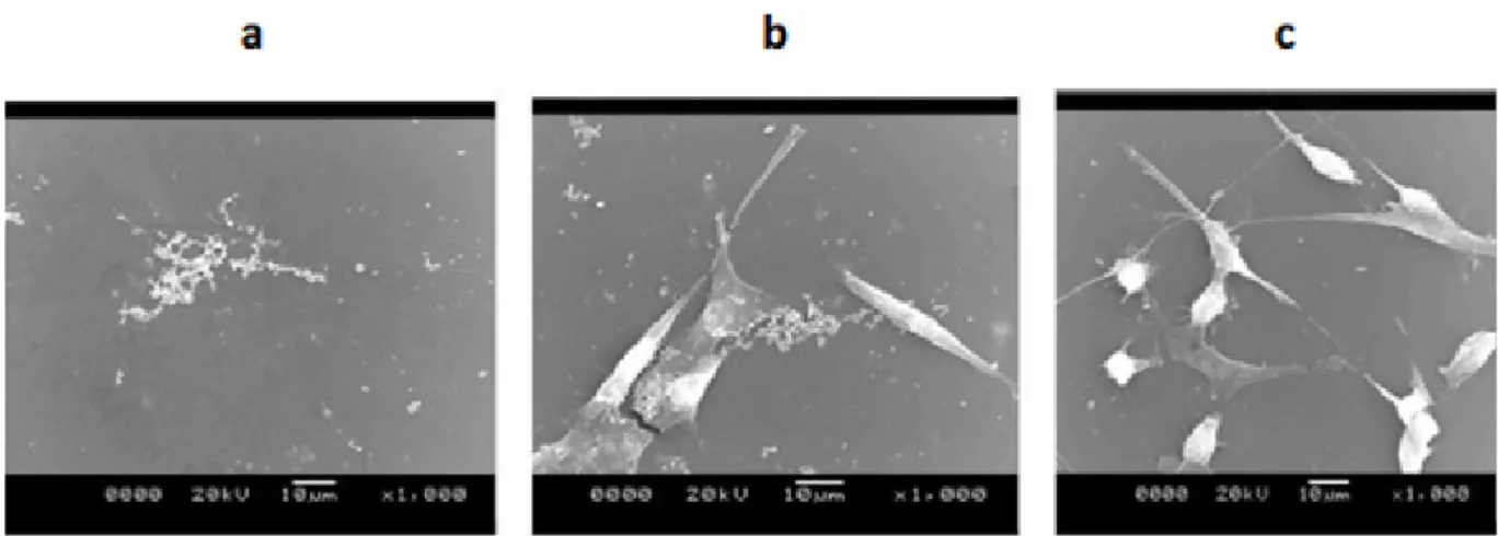 Figure 5 -  SEM micrographs of a) mPE,  b ) mPE-2.5 J/cm 2  and c) mPE-5 J/cm 2  treated samples seeded with 3T3 fibroblast cells