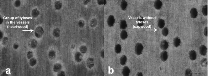 Figure 1 - Vessels observed on the polished cross section of Eucalyptus grandis wood (scale: 200μm);  (a) vessels filled with  tyloses, disc area characterized as heartwood; (b) vessels without tyloses, disk area characterized as sapwood.