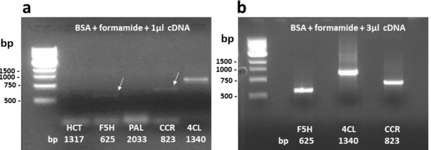 Figure 4 - RT-PCR amplification of  HCT, F5H, PAL, CCR and 4CL using 0.04% BSA + 2% formamide and 1 µl cDNA in the  reaction mixture (a) and F5H, 4CL and CCR using BSA and formamide but 3 µl cDNA in the reaction mixture (b)