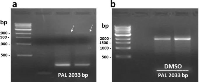 Figure 6 - RT-PCR amplification of PAL using standard reaction conditions as described in the text (a) or including 2% DMSO  in the reaction mixture (b)