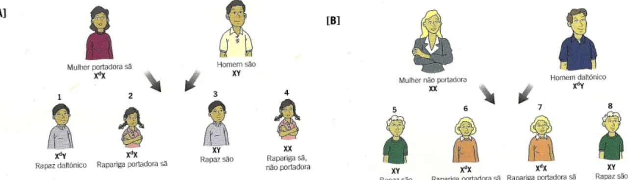 Figura 10: Transmissão de daltonismo no caso da progenitora ser portador (A) e no caso do progenitora ser  daltónico (B) (extraído de Barros &amp; Delgado, 2008)