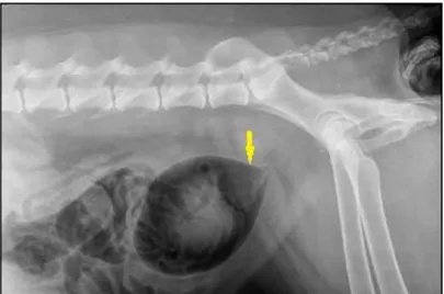 Figure  2.  Radiographic  image  of  the  double  contrast  cystography,  showing  a  structure  in  the  trigone  region of the bladder (arrow) - Medical Imaging Department - UNESP, Jaboticabal Campus