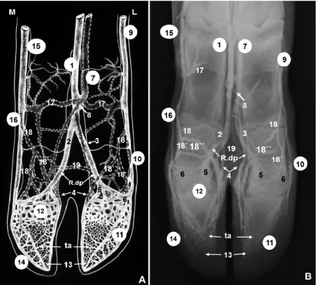Figura 1. Esquema (A) e radiografia (B) dos vasos sanguíneos do pé de bovinos em visão dorsoplantar
