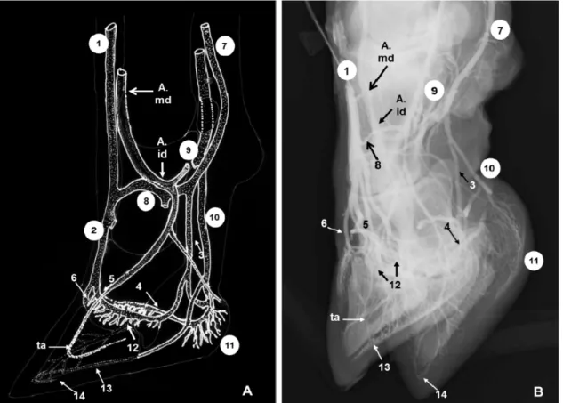 Figura 2. Esquema (A) e radiografia (B) dos vasos sanguíneos do pé de bovinos em visão dorsoplantar