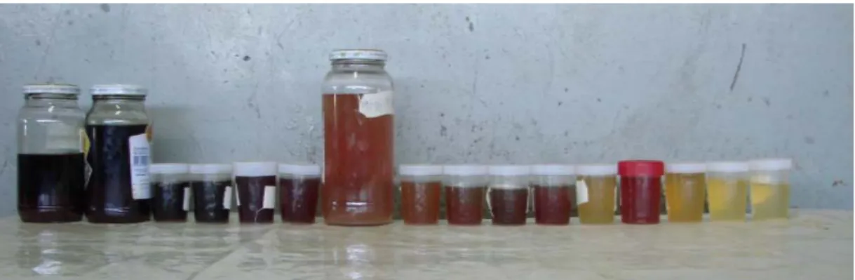 Figure 2. Urine samples of female equine affected by multiple honeybee stings, collected in serial way
