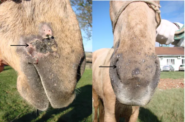 Figure 3. A) A 3.5-year-old mixed breed female equine, presenting sites of skin necrosis in the caudal  dorsal regions of the labial commissure (arrow) B) Skin necrosis on the places where the horse was stung  by multiple honeybees (arrow)