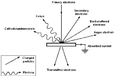 Figure 2.4. Emissions resulting from the bombardment of a sample with an electron beam [7]