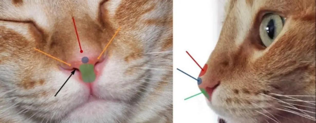Figure 3 - Considered anatomical localizations of SCC of the nasal planum of the cats of the study