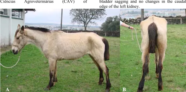 Figure  1.  Equine,  female,  Campeiro  breed,  15  years  old,  with  chronic  renal  failure  due  to  ascending  pyelonephritis  predisposed  by  cauda  equina  syndrome  showig  evident  ribs  and  posture  (1