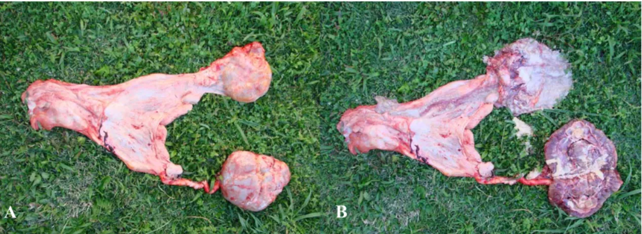Figure 3. Urinary tract organs of an equine female with chronic renal failure due to cystitis and ascending  pyelonephritis