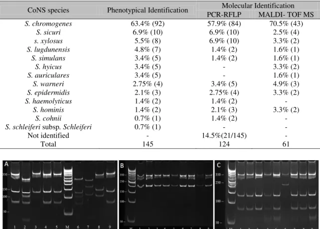 Figure  1.  Genotypic  identification  by  PCR-RFLP  of  the  groEL  gene.  A:  (1),  (4)  e  (5)  S