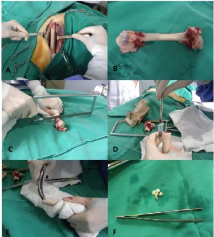 Figure 1. Femoral collection procedure from dogs infected with Leishmania. A: Femoral exposure
