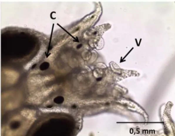 Figura  2.  Paralarva  de Octopus  vulgaris  Tipo  II  aos  três  dias  de  idade.  V:  ventosas,  C: 