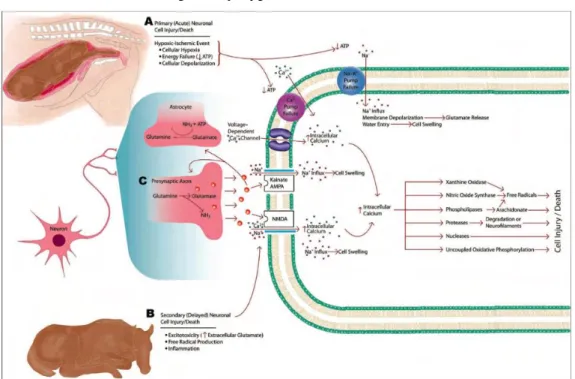 Figure 1 - Schematic representation of the pathogenesis of NE, as a result of a hypoxic- hypoxic-ischemic event (HIE)