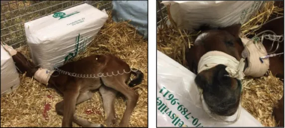 Figure 2 and 3– Foal with NE, showing signs of loss of awareness of the environment and  abnormal nursing behavior by nursing the fence (left)