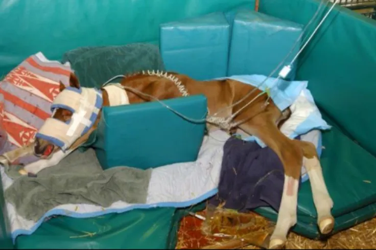 Figure 6 - Head protection and environment adaptation  to a recumbent, convulsive foal with NE