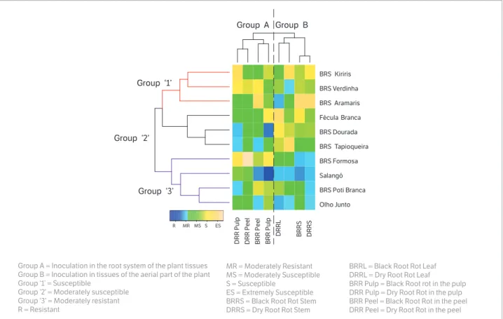 Figure 5. Heatmap and hierarchical clustering of cassava varieties in behavior when inoculated by Black and Dry Root Rot in different plant  tissues.
