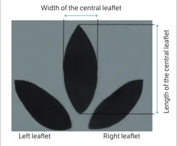 Figure 1. Graphical representation of the three leaflets (left, central,  and right) of one dwarf pigeon pea (Cajanus cajan (L.) Millsp) leaf  with the respective measurements of length (L) and width (W) of  the central leaflet.