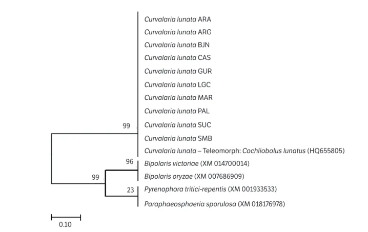 Figure 2. Phylogenetic tree of representative sequences of the amplified Ras Clg2p protein gene from Curvularia lunata DNA isolated  from Andropogon grass, derived by the Maximum Likelihood Method using the Kimura 2-parameter evolution model