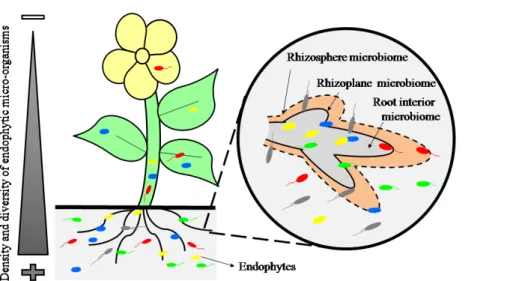 Figure 1. Representation of occurrence of endophytic microorganisms in the aerial parts and roots of plants originating  in the rhizosphere, the rhizoplane and the internal root tissue