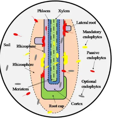 Figure 2. Niches and routes of entry of microorganisms in the roots of plants. Source: Adapted from 13 by he authors