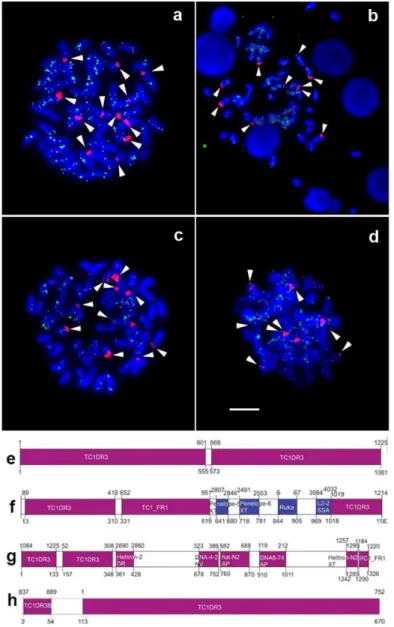 Figure 1. Karyotypes of Rineloricaria individuals submitted to FISH using 5S rDNA (arrows, in red) and R