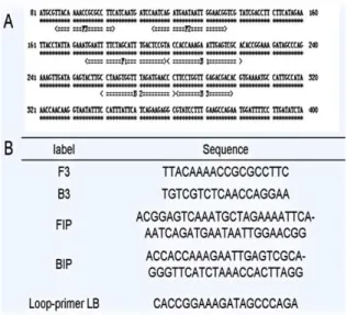Figure  2.  The  nucleotide  sequence  and  primers  of  LAMP  methods  targeted.  (A)  Nucleotide  sequence  of  P
