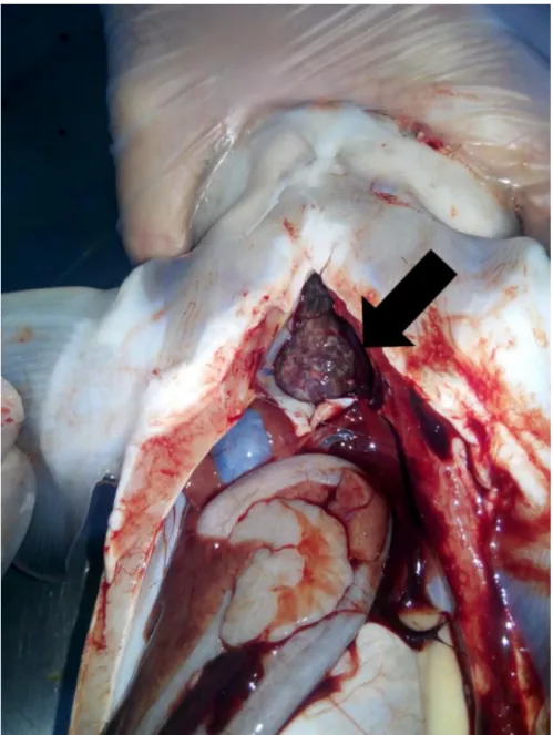 Figure 4: Clinical symptoms in Russian sturgeon. The white and grayish granules in the heart