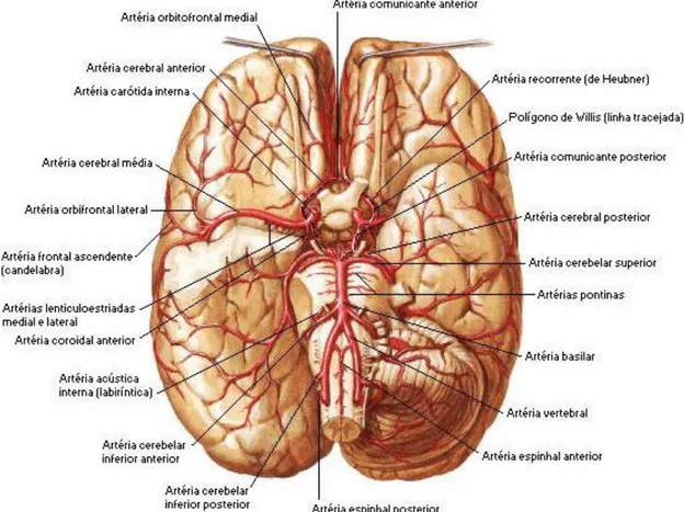 Figura 1: Artérias cerebrais (NETTER, 2000). 