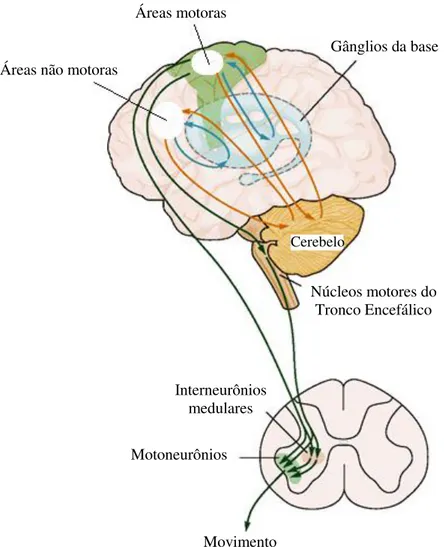Figura 2: Hierarquia do sistema motor  –  áreas motoras do córtex cerebral, tronco encefálico e  medula espinhal