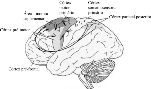 Figura 4: Áreas motoras corticais e suas conexões (KANDEL et al., 1997). 