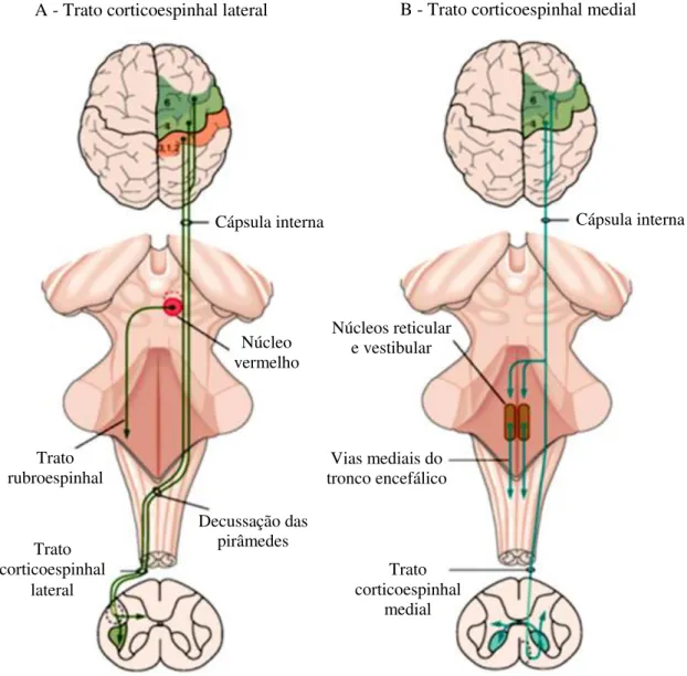 Figura 5: Controle direto do córtex sobre os neurônios motores da medula espinhal. 