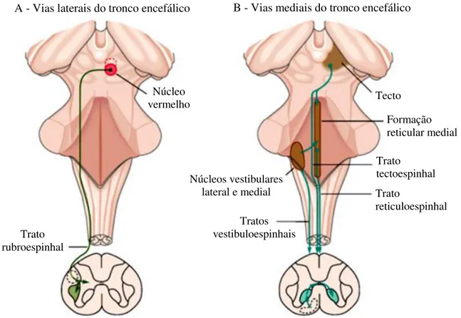 Figura 6: Vias descendentes laterais e mediais do tronco encefálico. 