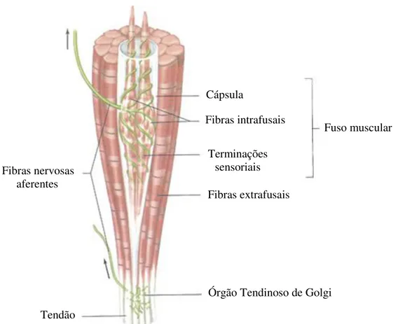 Figura  11:  Receptores  sensoriais  no  músculo  -  Fuso  muscular  e  Órgão  Tendinoso  de  Golgi  (adaptada de KENDAL el al., 2000)