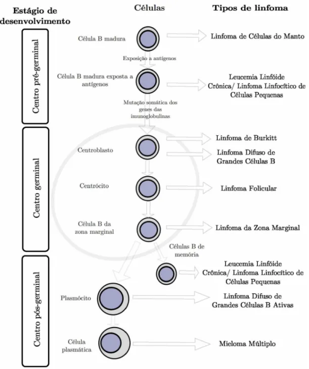 Figura 2 -  Relação entre as etapas de desenvolvimento, ativação e diferenciação de células  B e os linfomas associados a cada uma delas  (GERARD;  BISHOP,  2012).