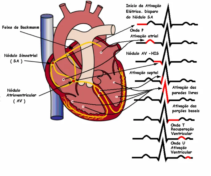 Figura  2.1  –  Esquema  representativo  do  ECG  na  ativação  elétrica  cardíaca  e  sua  correspondência  em  seus  diversos  segmentos  [modificada  de  http://www.sjm.com/assets/popups/electsys.gif - 23/11/05]