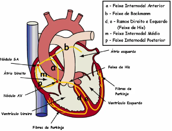 Figura  2.2  –  Sistema  de  Condução  Cardíaco  com  destaque  para  os  feixes  internodais,  Backmanm  e  de  His  [modificada  de  http://www.sjm.com/assets/popups/electsys.gif  -  23/11/05]