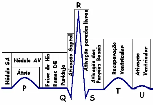 Figura 2.3 – Ciclo cardíaco normal assinalando as diversas fases do ciclo cardíaco – ECG  [modificada de 45]