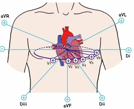 Figura  2.15  –  As  doze  derivações  em  relação  ao  centro  elétrico  do  coração  com  a  polarização dos eletrodos representada