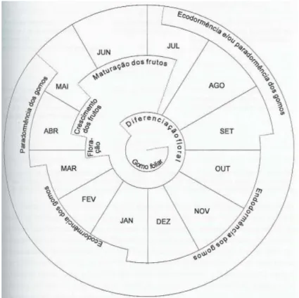 Figura 11. Esquema de evolução de um gomo floral de cerejeira.  Fonte: Carvalho, 1994