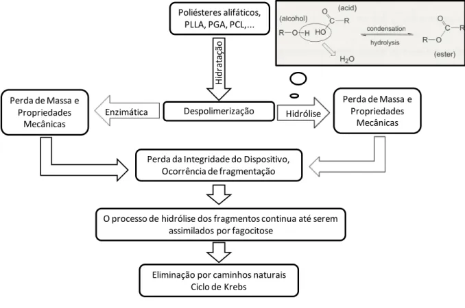 Figura  2.1  -  Etapas  do  processo  de  degradação  dos  materiais  bioreabsorvíveis  no  organismo