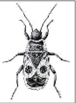 Figura VI (Insecto escolhido) 