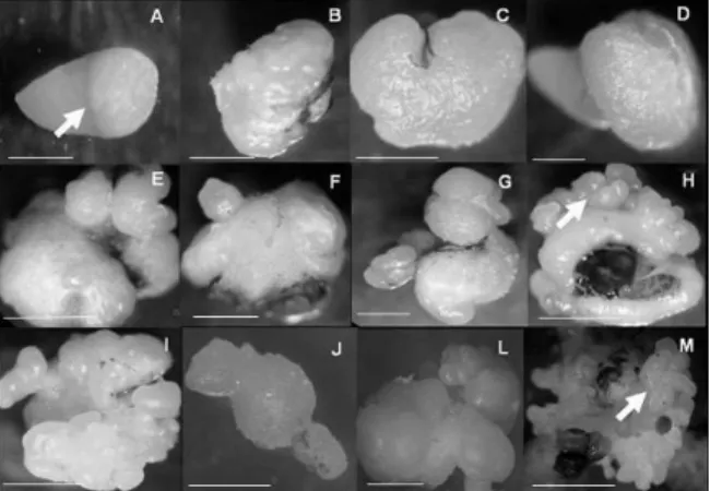 Figure 1. Morphological phases of somatic embryogenesis in  peach palm: (A) Intumescence of the mesocotyl region of the  zygotic embryo (arrow)