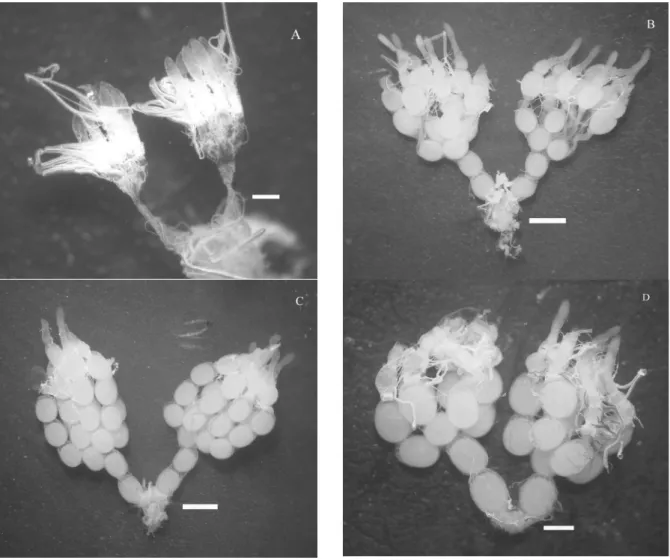 Figure 1. Ovaries of Podisus nigrispinus females: 24 hours old (A), mated and with seven days old (B), virgins with seven days old (C) and  virgins with 20 days old (D)