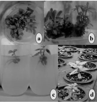 Figure 4.  E. benthamii x E. dunnii micropropagation. (a)  bud  proliferation, (b) shoot elongation, (c) in vitro rooting, (d) ex vitro  rooting