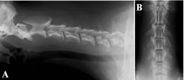 Figure 1. Radiographic image of the cervical spine displaying shortening of the C3-4 intervertebral space  in lateral (A) and ventrodorsal (B) projections