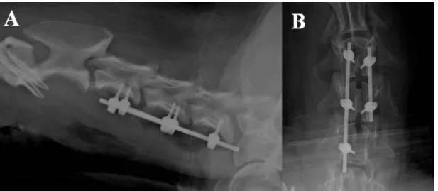 Figure 4. Radiographic image of the cervical spinal fixation apparatus by use of vertebral screws in lateral  (A) and ventrodorsal (B) projections