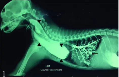 Figure  1.  Six-month-old  female  cat.  Thoracic  latero-lateral  radiography.  Increased  esophageal  diameter  with retention of contrast medium at the cardiac base is shown (arrowheads)