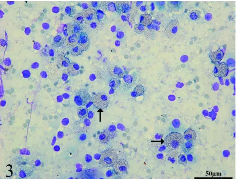 Figure  3.  Cytology.  Lung  fluid  of  a  six-month-old  female  cat.  M acrophages  containing  granular  refractive and amorphous material (arrows)